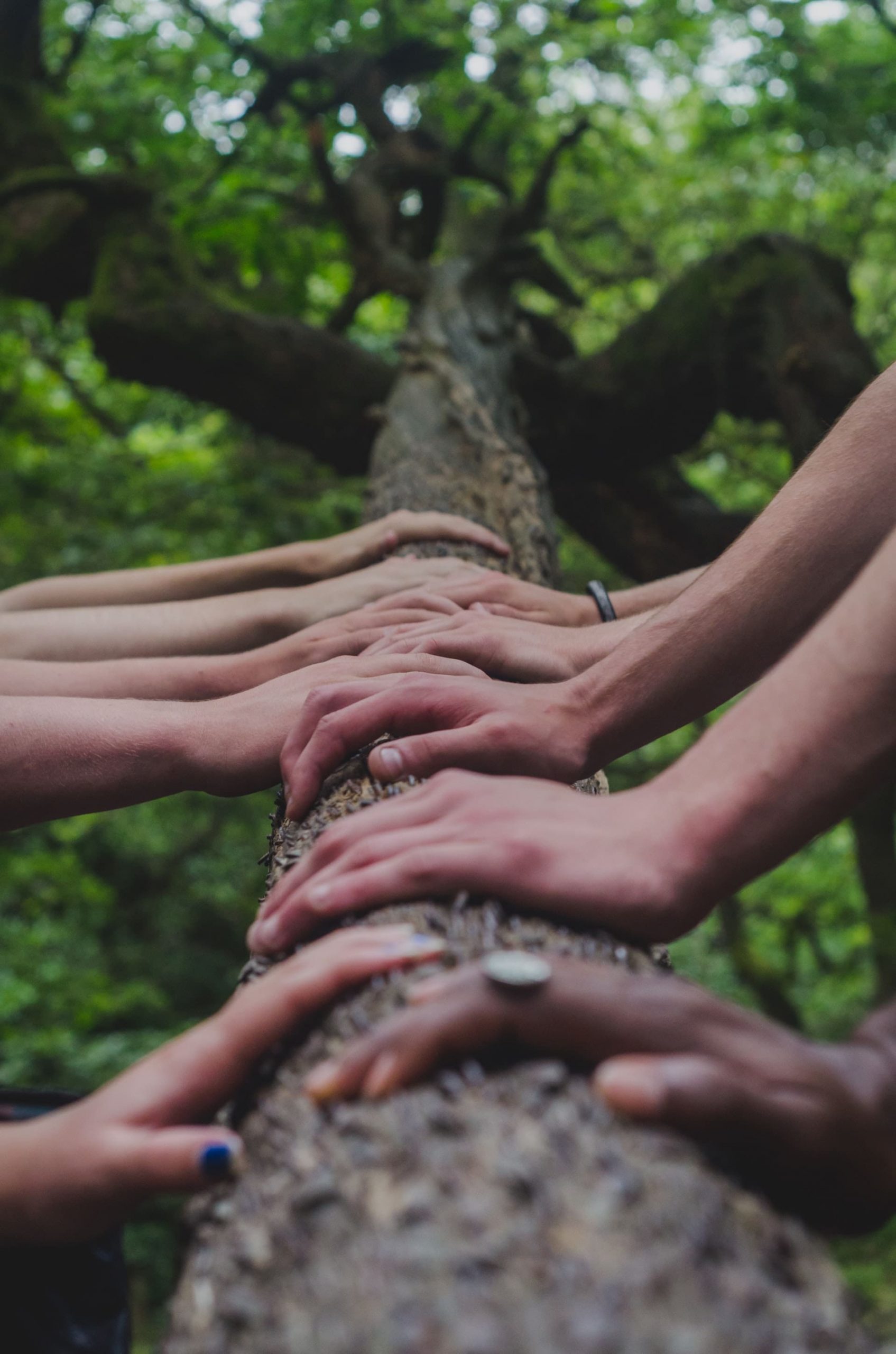 Hands on a tree branch.